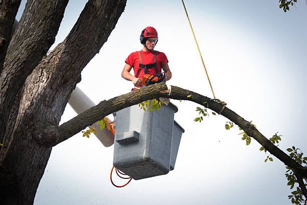 Best Tree Removal Cost  in USA